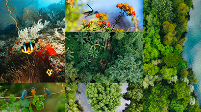 Cambio ambiental