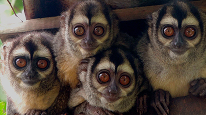 Evidencia de primates