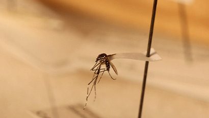 Pruebas dengue