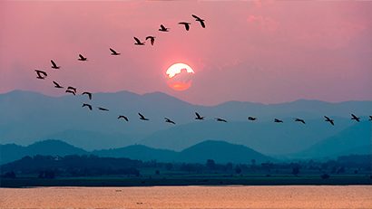 aves-migratorias