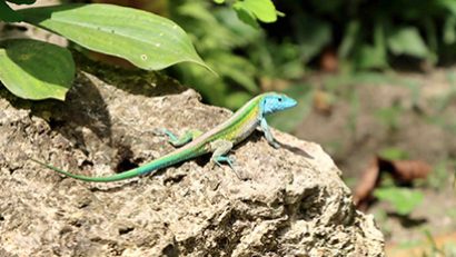 Lagartija de colores