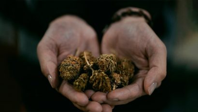 regulación cannabis